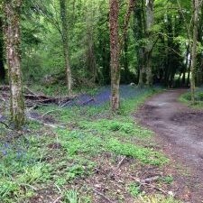 Lush green woodland path with trees and wildflowers, natural outdoor scenery for nature lovers.