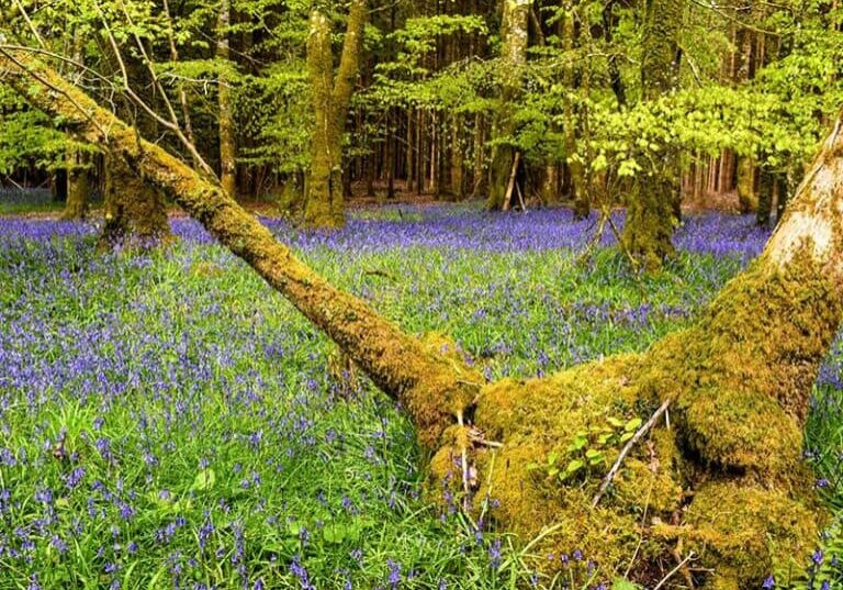 Lush green forest with bluebell flowers and moss-covered trees, natural woodland scene.