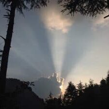 Bright early morning sunlight beams through trees, inspiring natural lighting solutions.